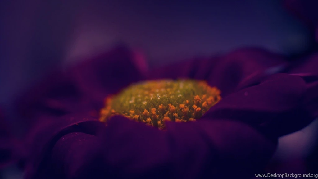 Dark Purple Flower Wallpapers Photo Uncalke.com