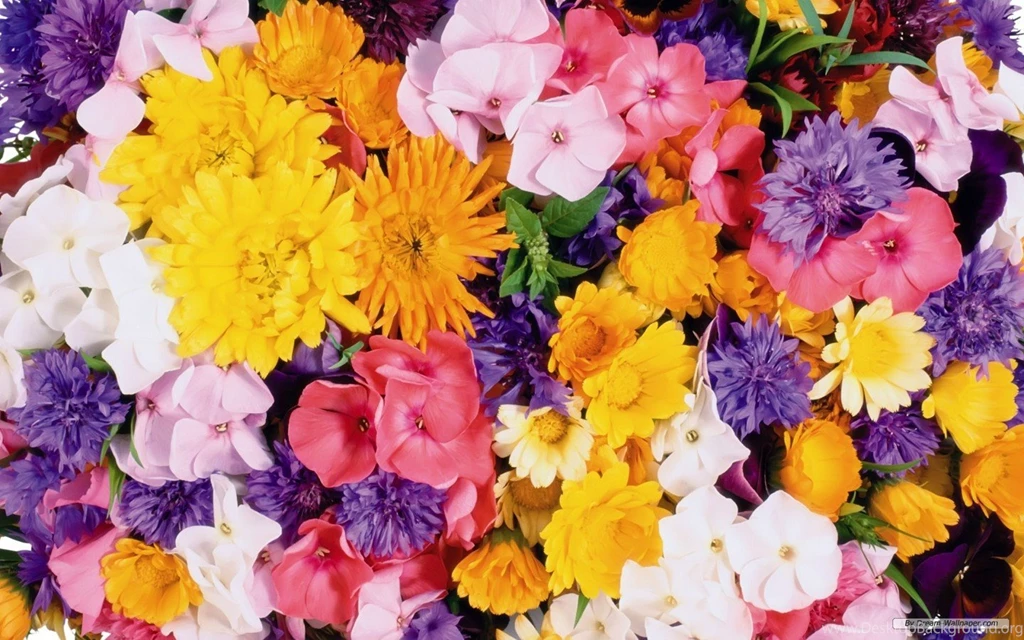 Free Wallpapers Flowers All Wallpapers New