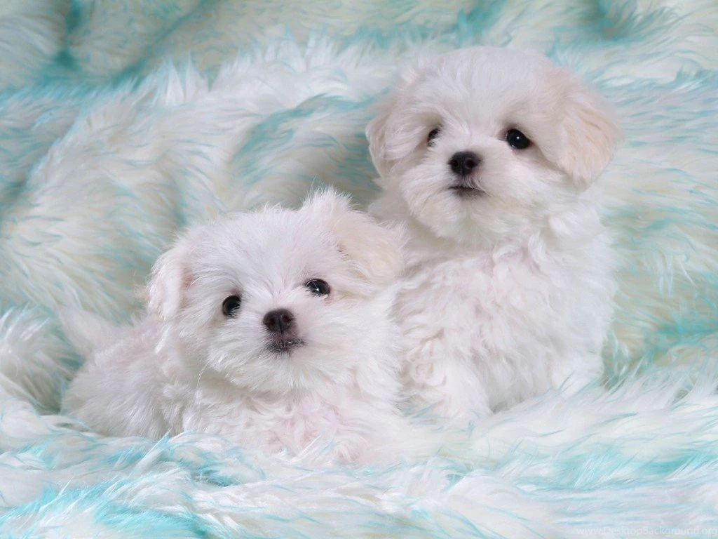 Cute White Puppies 1024x768 Iwallhd Wallpapers Hd   PetPictures