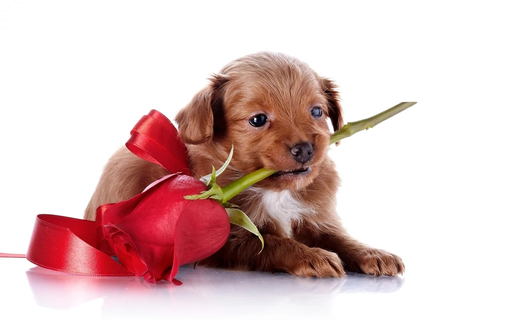 White Puppy Dog Cute Wallpapers HD For Desktop And Mobile