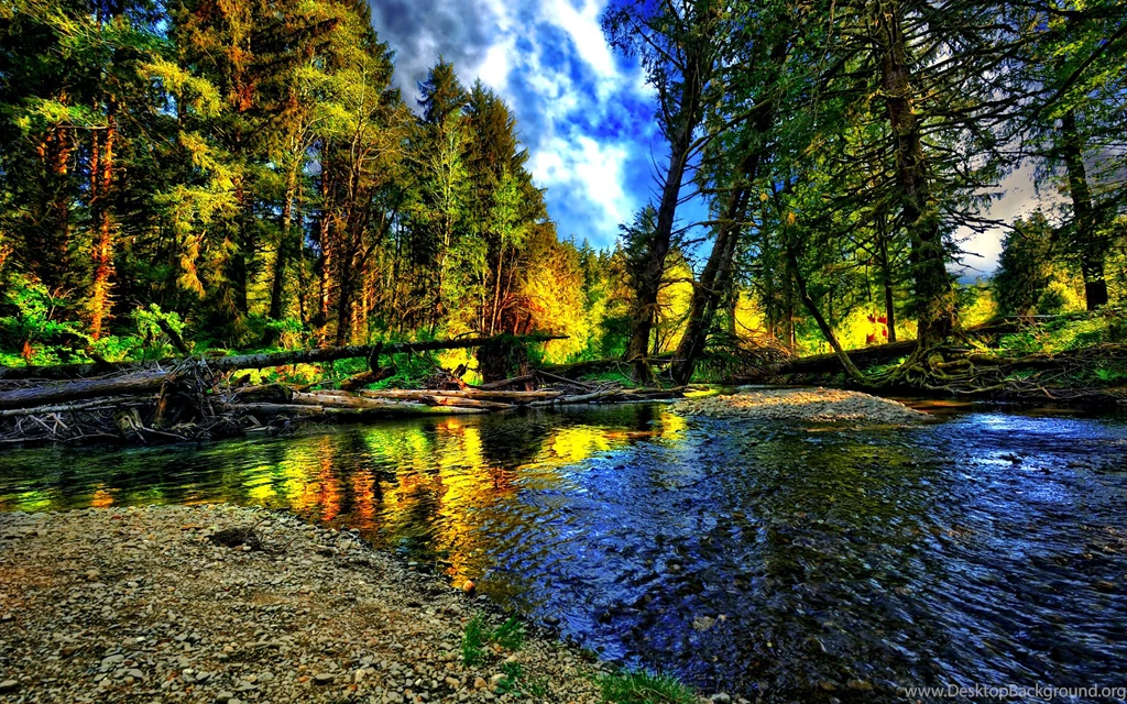 Forest Scene,Plant Trees Hd Wallpapers For Desktop,Scene Wallpapers