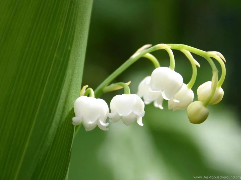 Beautiful Flower Active Wallpapers 8566 Wallpapers Computer Best ...