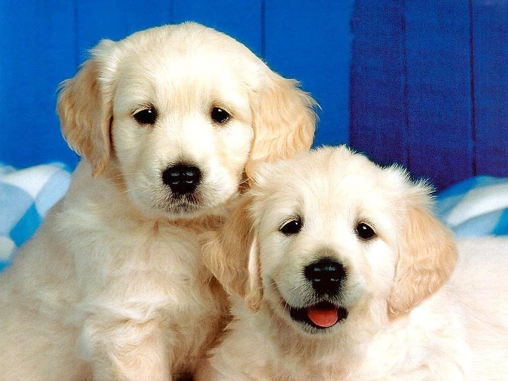 Wallpapers Dog