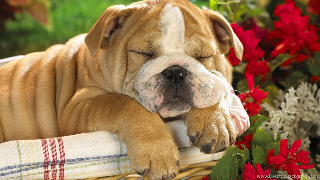 Cute Dogs Wallpapers Hd Pictures Freetopwallpapercom. Cute Dog Hd ...