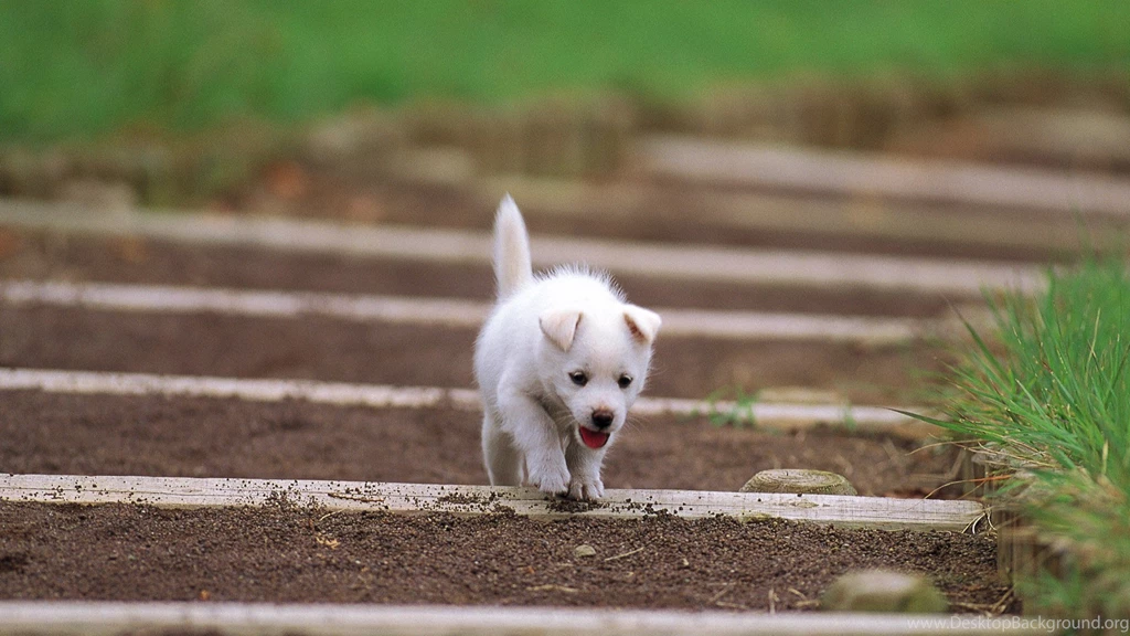 50 Free HD Dog Wallpapers
