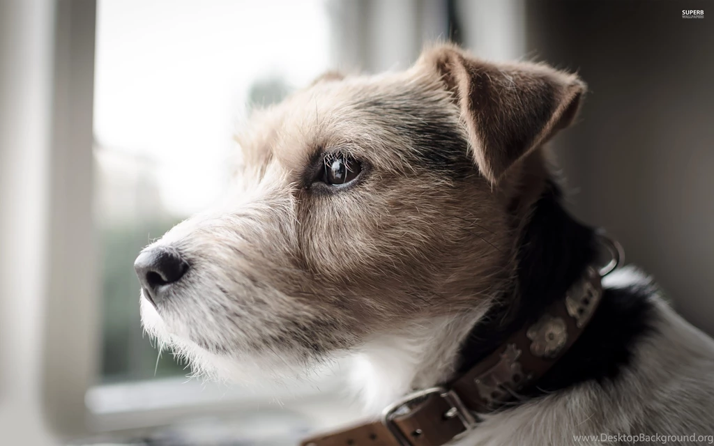 Dogs Parson Russell Terrier Collar Animal Pet Cute Dog Wallpapers ...