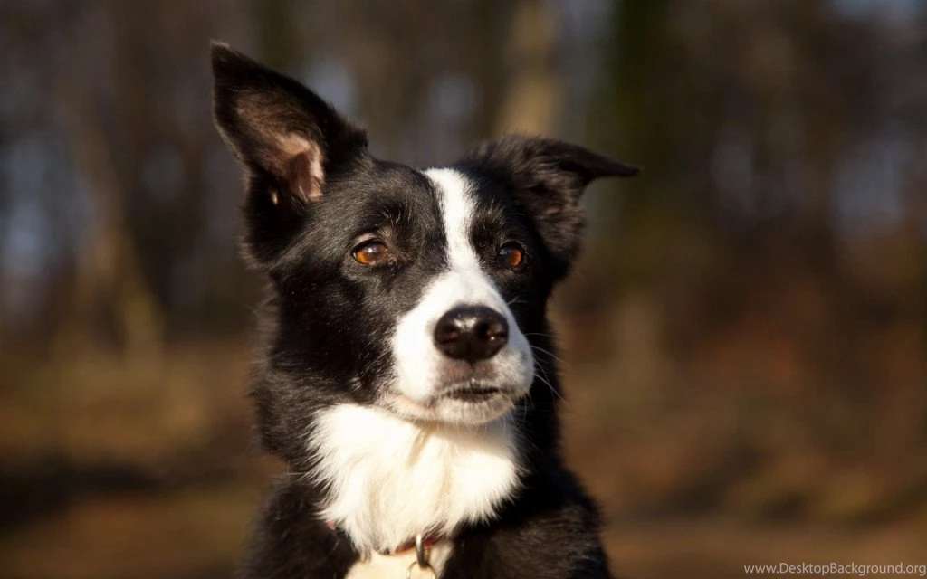 50+ Cute And Funny Dog Wallpapers You Will Absolutely Love ...