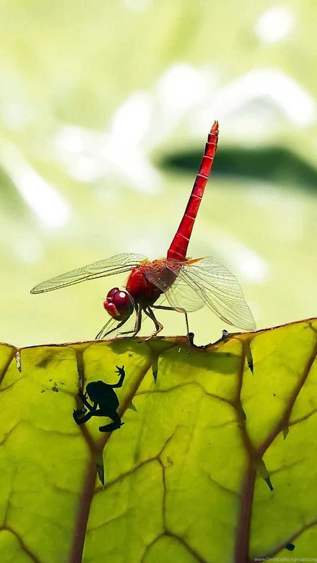 iPhone 6 Plus Wallpapers HD, 1080x1920 iPhone 6 Wallpapers