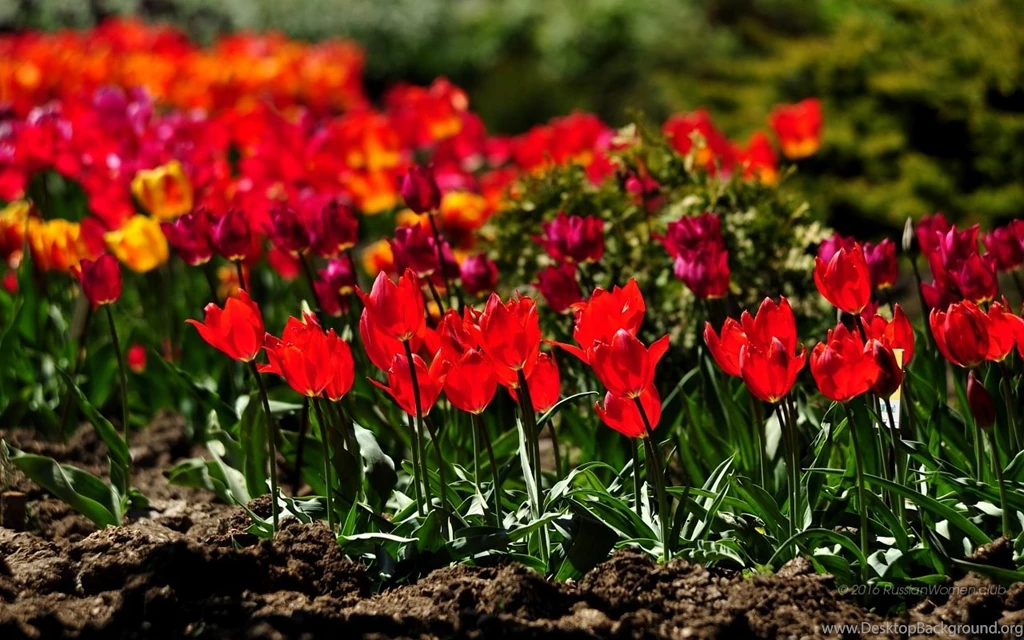Tulip   Flowers Wallpapers   1280 X 800 Backgrounds 1280x800 1280 ...