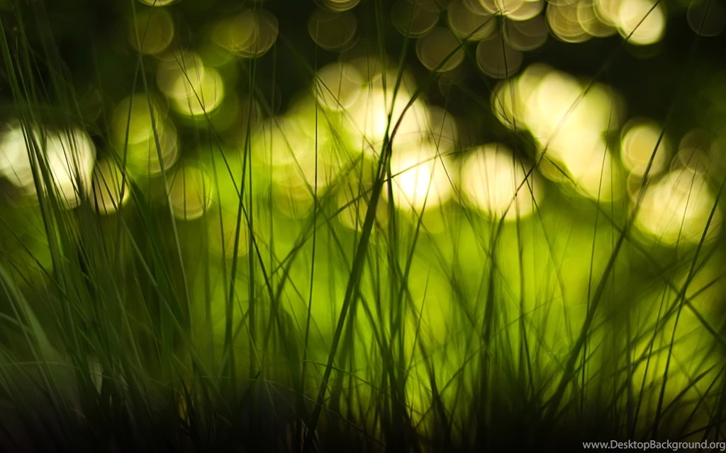 Bokeh Wallpapers