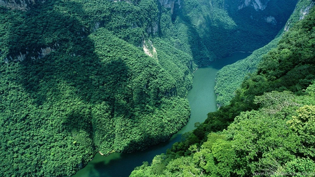 Amazon Wallpapers