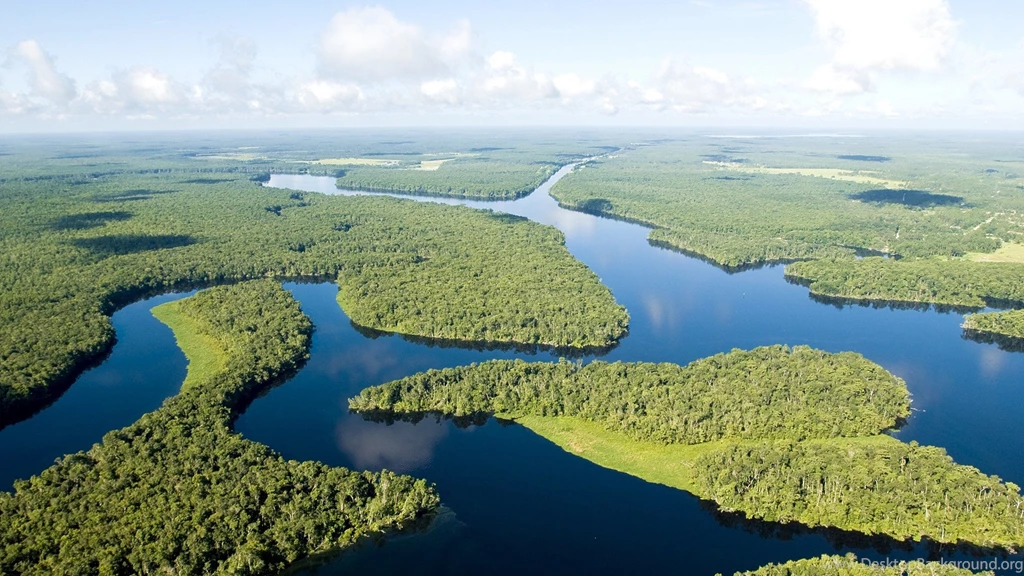 Dense Forests On The Amazon River Wallpapers And Images ...