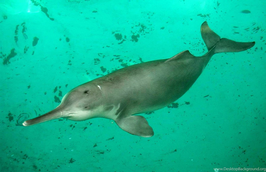 Free Amazon River Dolphin Wallpapers Animals Town