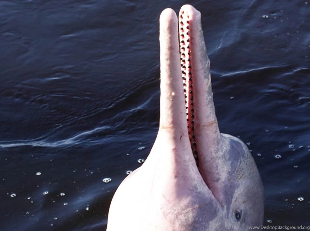 Amazon River Dolphin Wallpapers Animals Town