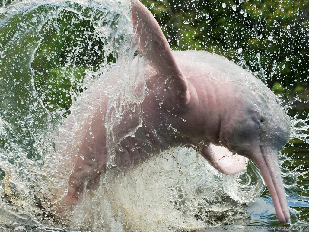 Amazon River Dolphin