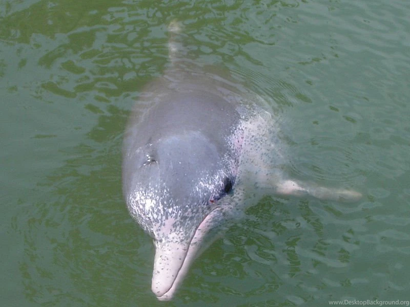 Amazon River Dolphin Wallpapers And Backgrounds Animals Town