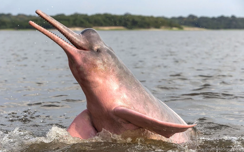 12 Quality Amazon River Dolphin Wallpapers, Animals