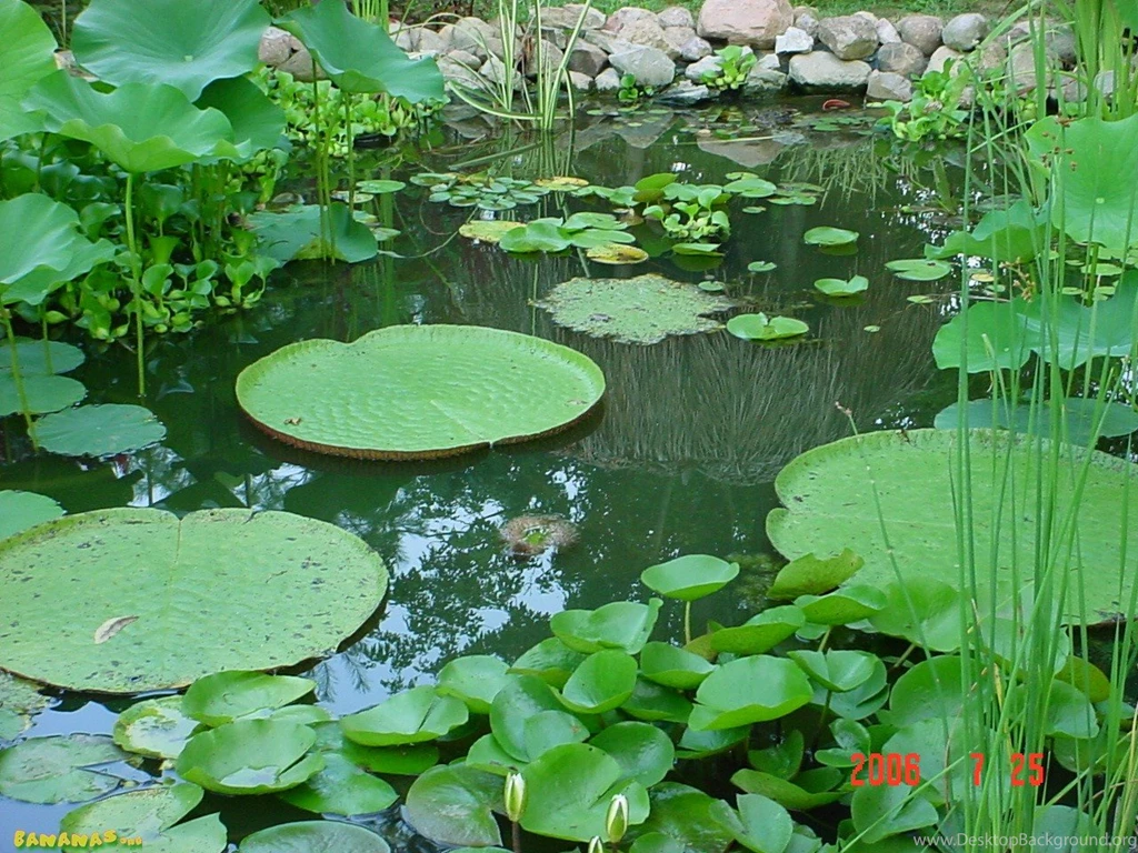 Nature Beauty Amazon River Wallpapers