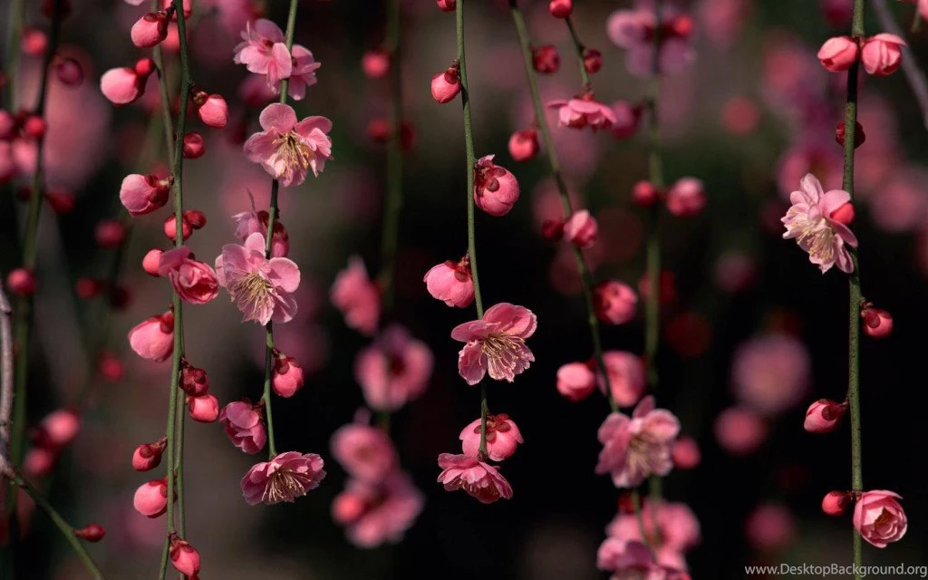 Beautiful Trendy Wallpapers Flowers Image Stems HD Picture
