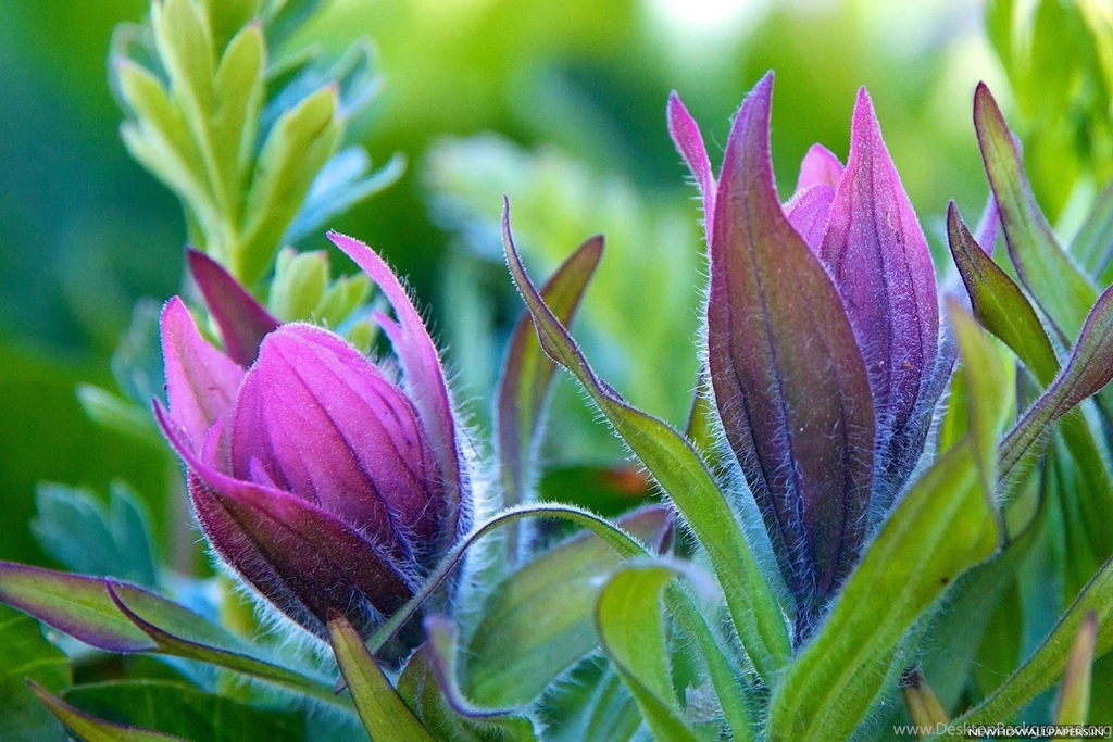 Blonder Conps Flowers Nature Backgrounds Wallpapers   New HD Wallpapers