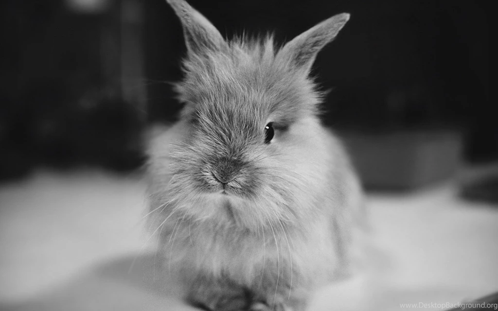 Cute Rabbits HD Wallpapers 1920x1200