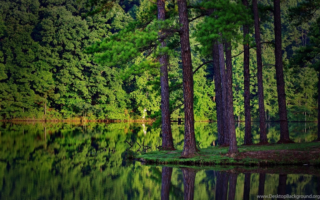 Forest Wallpapers