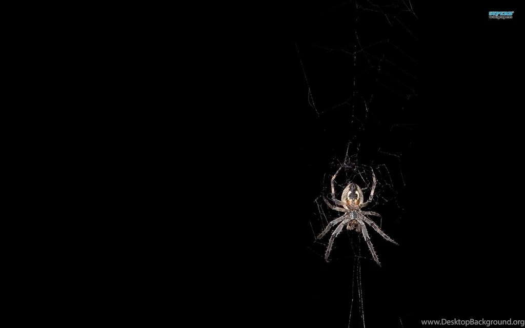 Pics, Facts, Funny Stuff About Animals & Nature Spider Wallpapers
