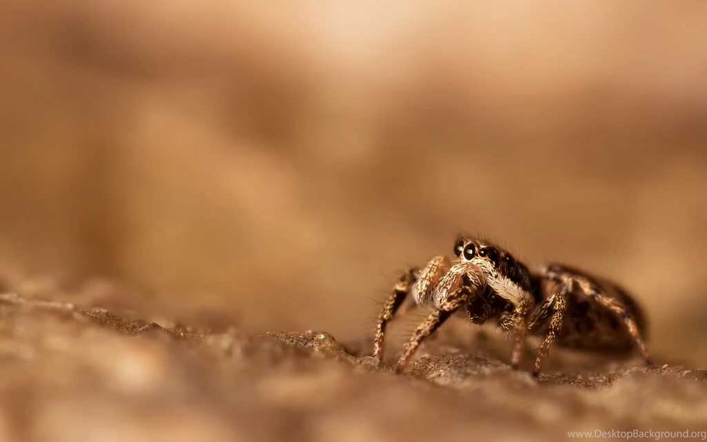 Spider Web Wallpapers