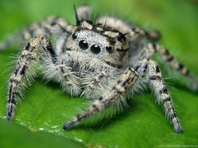 Spider 07 2828 Wallpapers   Spiders   Nature   Wallpapers Collection