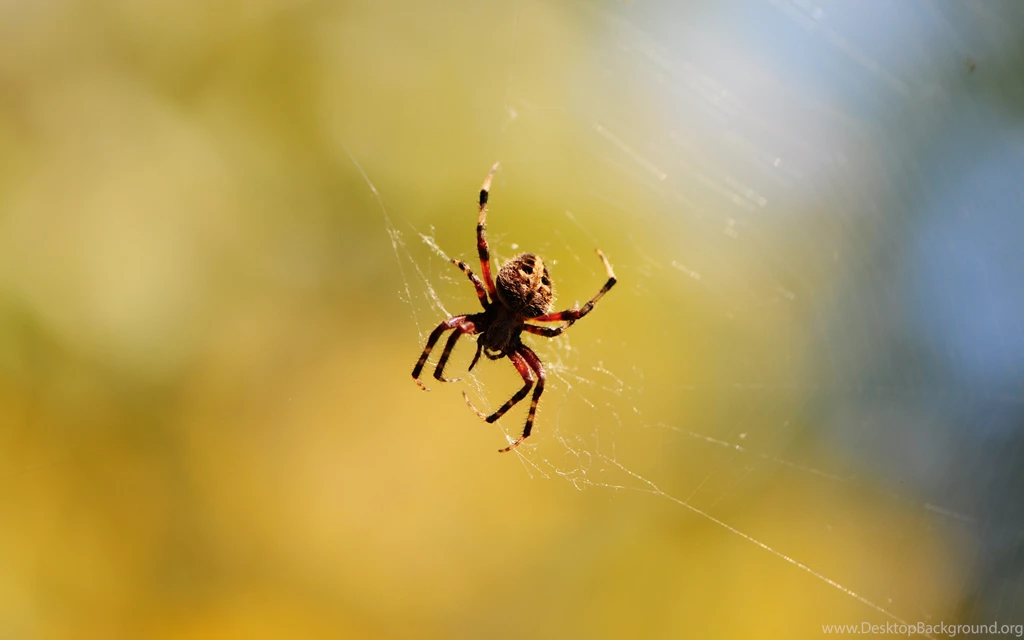 Spider Wallpapers