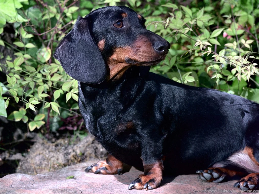 Black And Tan Dachshund Free Animals Wallpapers Image With Dogs