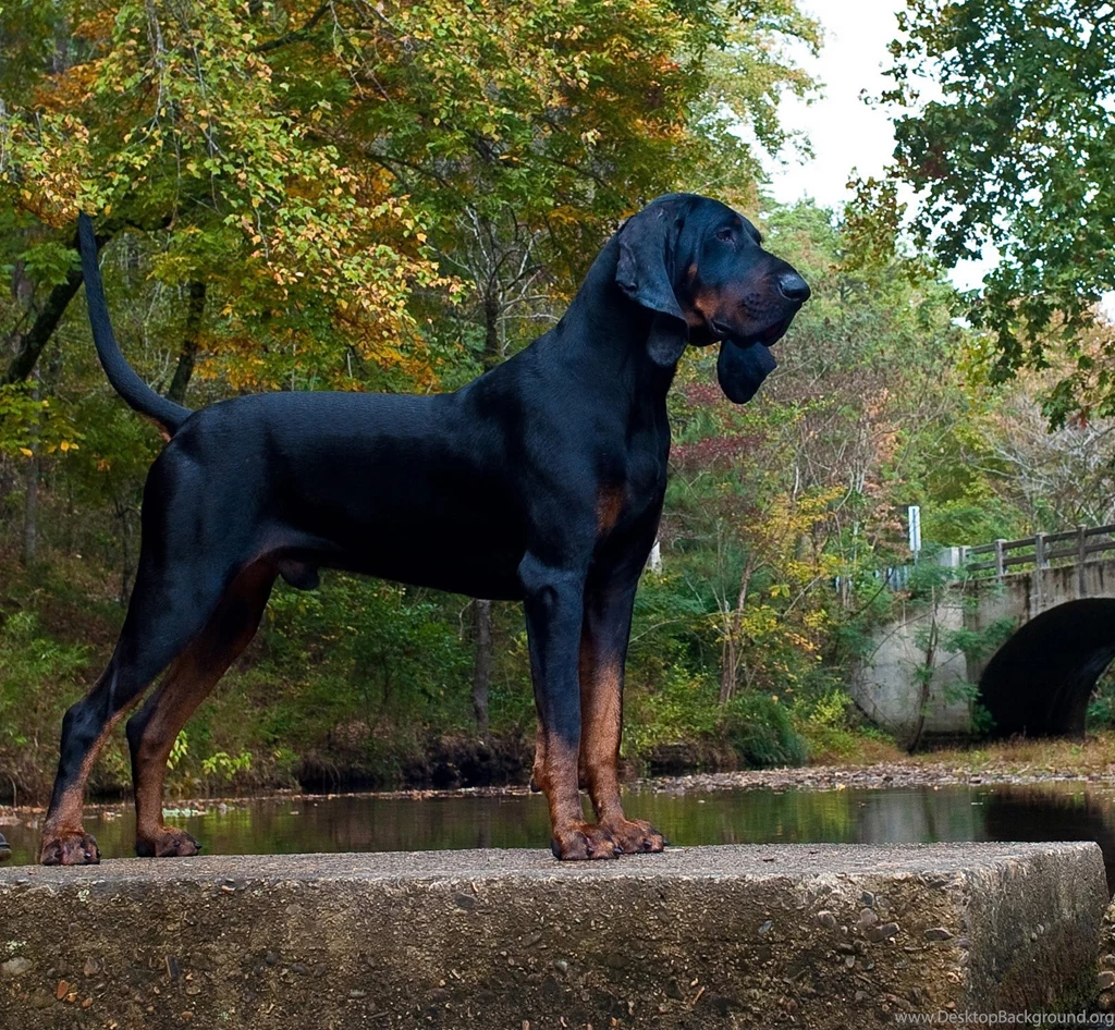 Black And Tan Coonhound 15 Wallpapers Collection