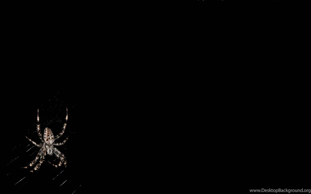 Awesome Spider HD Wallpapers