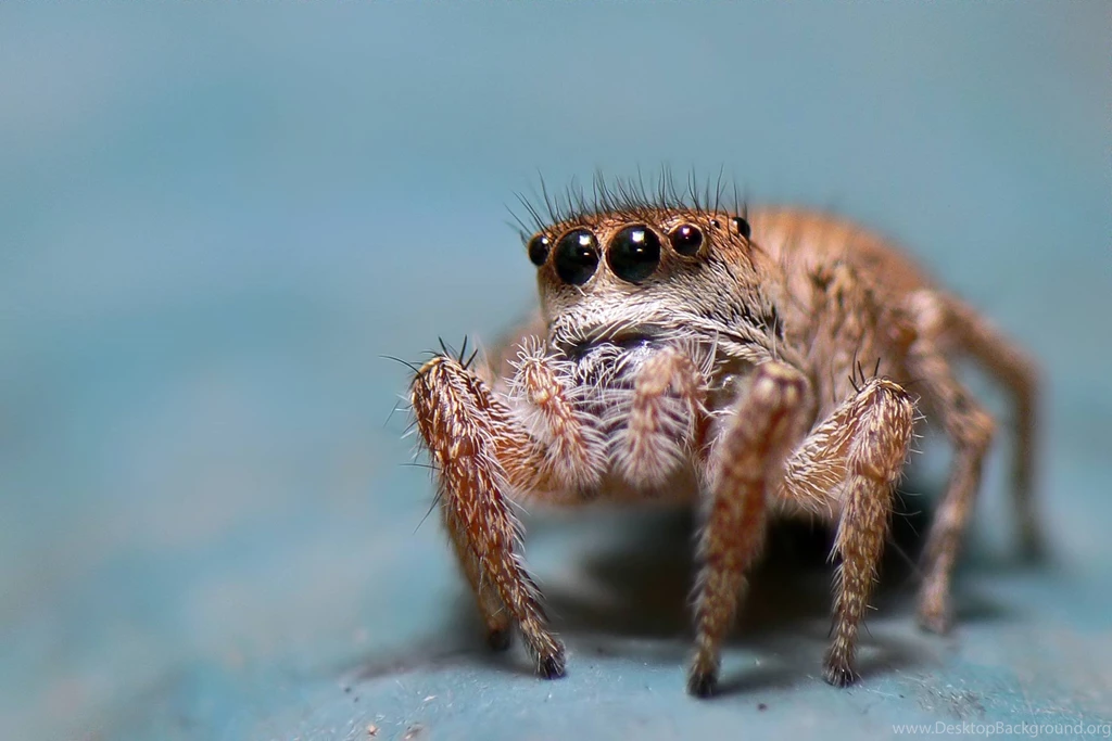 Jumping Spider 10 Wallpapers   (