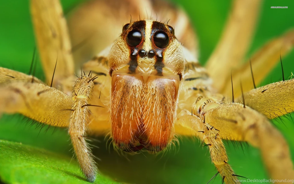 The Amazing Spider Man Wallpapers HD Widescreen