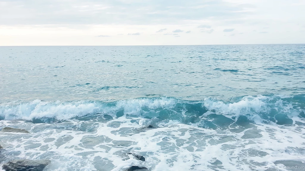 Sea Creature HD Photos