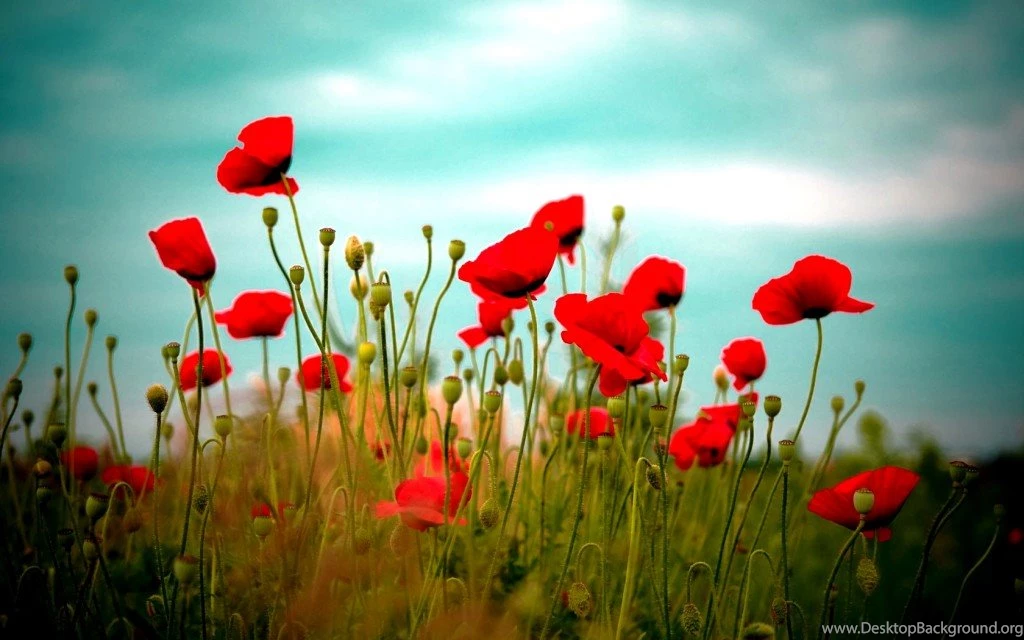 Desktop Backgrounds HD