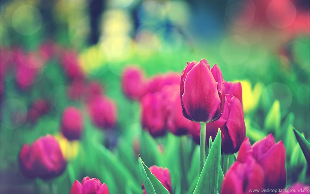 HD Vintage Red Tulip Wallpapers For PC Full Size HiReWallpapers 5274