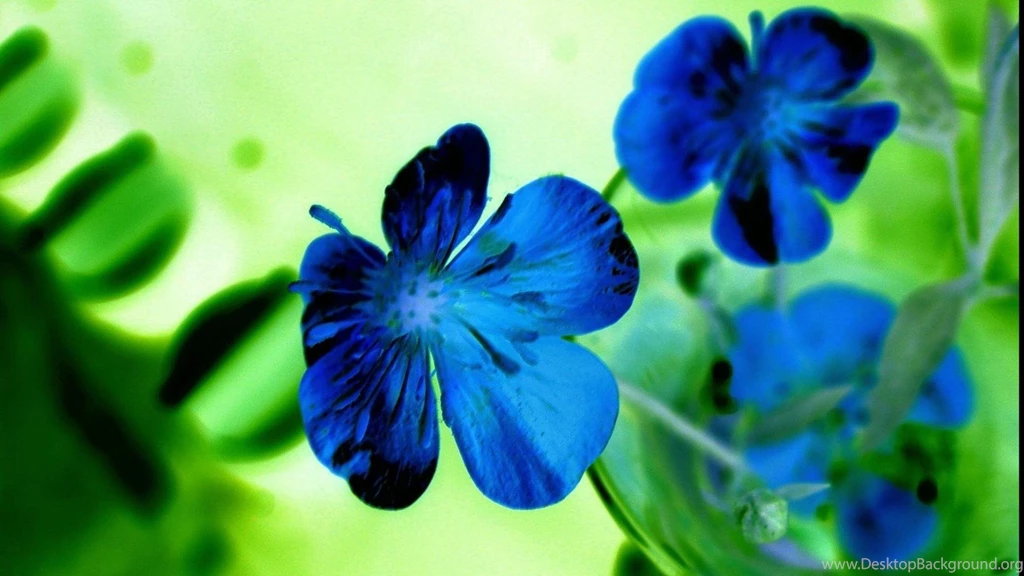 Flowers Hd Images Collection (41+)