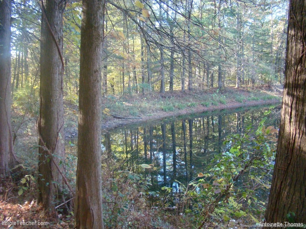 Seasonal PowerPoint Backgrounds