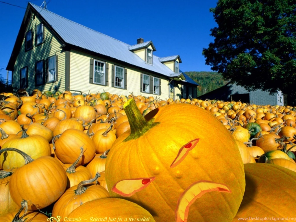 Pumpkin Patch Seasonal Wallpapers Image Featuring Halloween