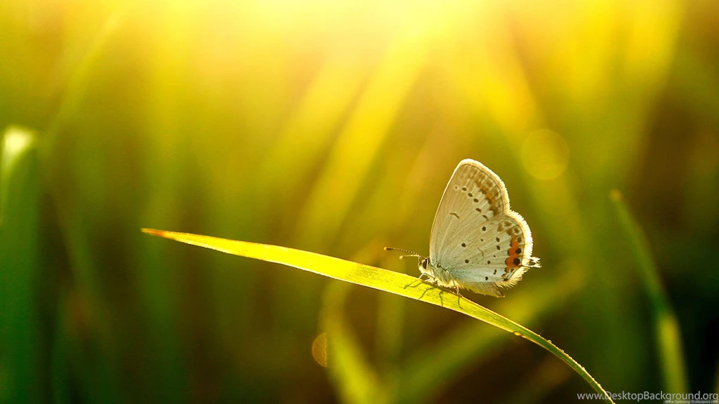 Nature Beauty HD Desktop For Galaxy S4 1920x1080 Wallpaper_Samsung ...