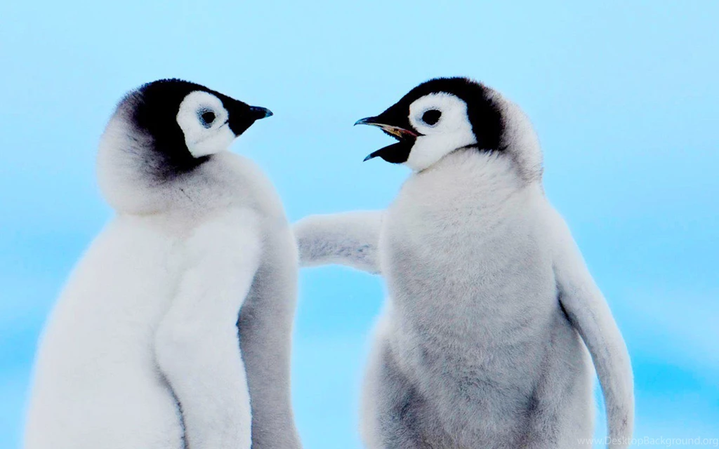 Cute Penguin Wallpapers Beautiful Desktop Wallpapers Free Hd ...