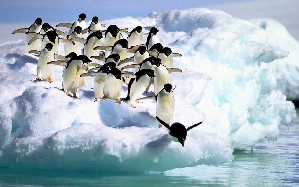 New Cute Penguin Wallpapers HD Resolution