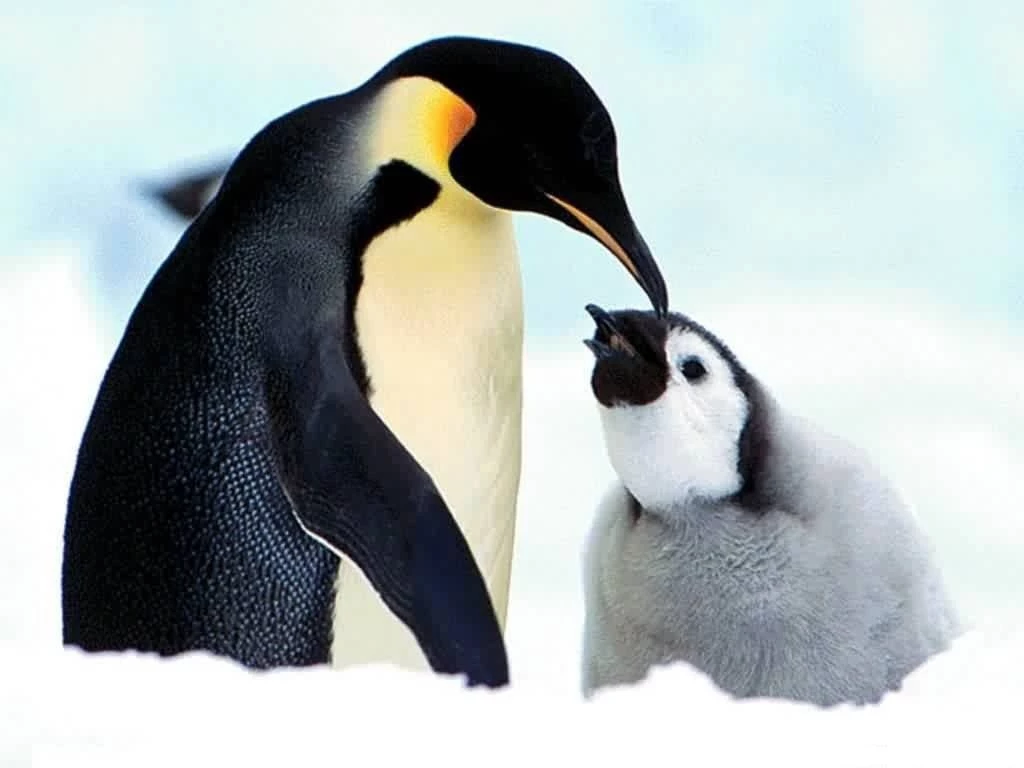 Cute Baby Penguins Wallpapers