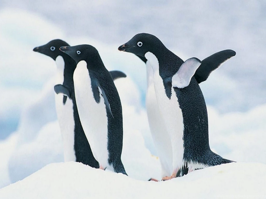 Penguin Wallpapers High Quality Resolution Kemecer.com