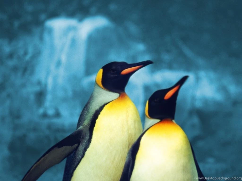 CUTE PENGUINS WALLPAPER (