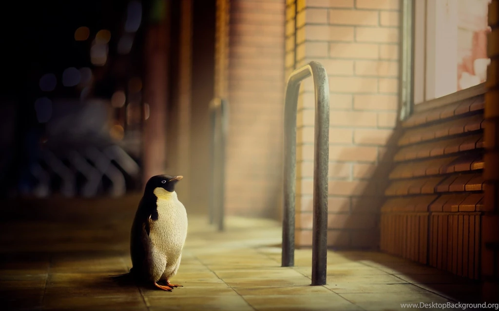 Cute Little Penguin Wallpapers HD For Desktop & Mobile