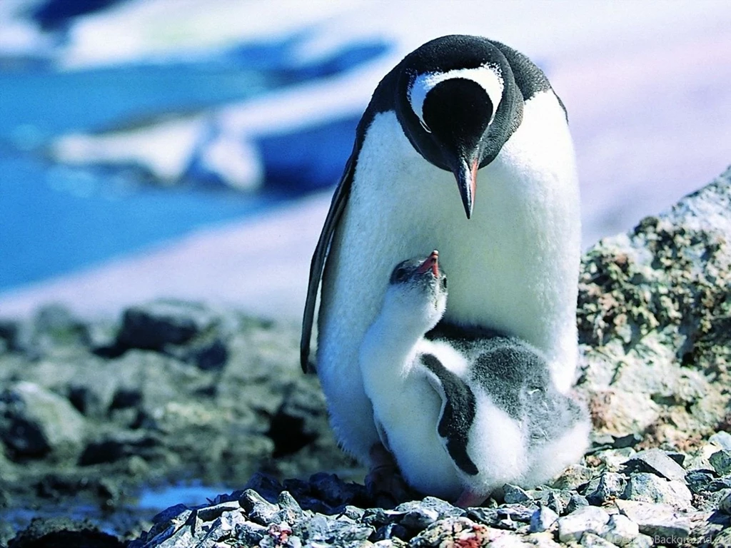 Cute Penguin Wallpapers Wallpapers   Free Cute Penguin Wallpapers ...