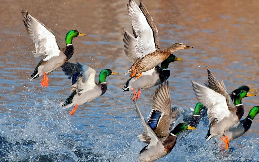 A Christmas Waterfowl Hunting Story Montana Hunting And Fishing ...